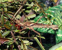 Heteropteryx dilatata - male.jpg