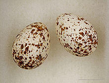 Hirundo angolensis MHNT.jpg