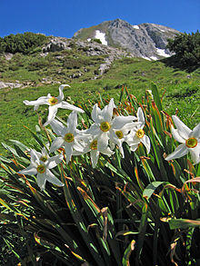 Narcissus.poeticus.1658.jpg