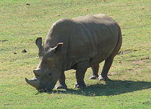 Northern White Rhinoceros Angalifu.jpg