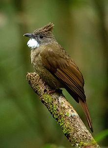 Ochraceous Bulbul from Kinabalu National Park.jpg