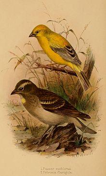 Passer euchlorus, Petronia flavigula.jpg
