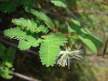 Starr 080605-6367 Desmanthus pernambucanus.jpg