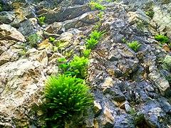 Fern on rock in Shahdag National Park.jpg