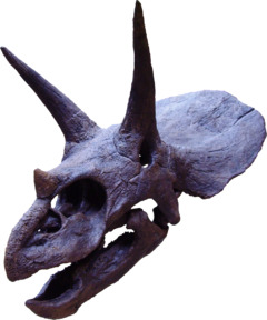 Triceratops2.png