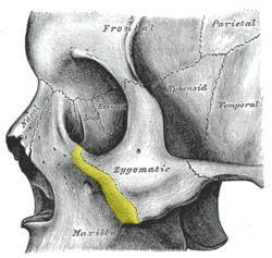 Gray164 - Zygomatic process of maxilla.png