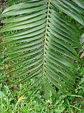Encephalartos paucidentatus furnas 2015 (03).jpg