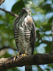 Accipiter trivirgatus PA273291.jpg