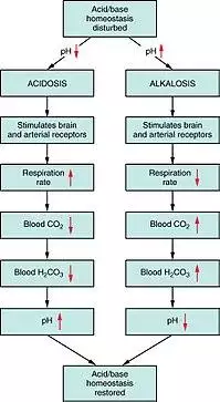 2714 Respiratory Regulation of Blood.jpg