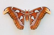 Attacus atlas qtl1.jpg