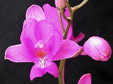 Bletia catenulata.jpg