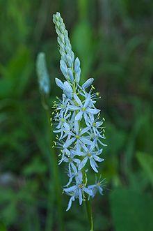 Camassia scilloides Ozarks.jpg