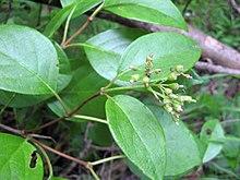 Decumaria barbara.jpg