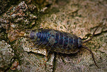 Ligia oceanica Flickr.jpg