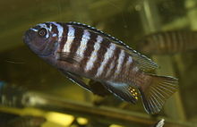 Pseudotropheus elongatus LikomaIsland.jpg