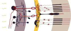 Retina-diagram.svg
