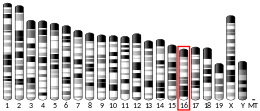 Chromosome 16 (mouse)