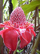 Starr 030807-0078 Phaeomeria magnifica.jpg