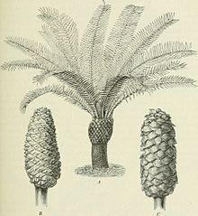 Die Pflanzenwelt Afrikas, insbesondere seiner tropischen Gebiete - Grundzge der Pflanzenverbreitung im Afrika und die Charakterpflanzen Afrikas (1910) (20752115510).jpg