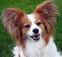 Papillon Ears.jpg