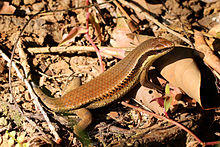 Common sun skink (Eutropis multifasciata).jpg