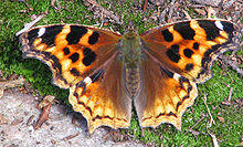 Compton Tortoiseshell, Temagami.jpg