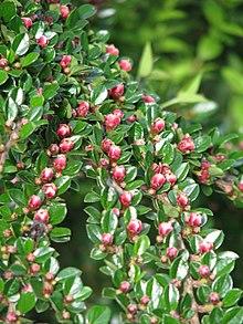 Cotoneaster horizontalis (13937637589).jpg