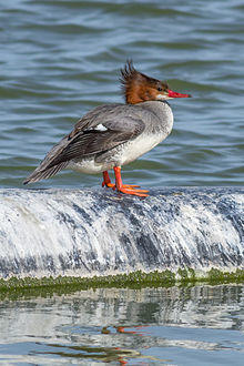 Female Mergus merganser americanus at Las Gallinas Wildlife Ponds.jpg
