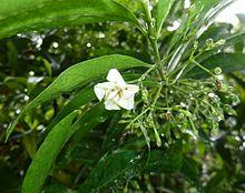 Kraussia floribunda, blom, a, Manie van der Schijff BT.jpg