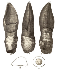 Oplosaurus.png