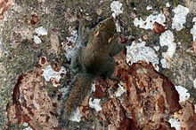 Plain pygmy-squirrel (Exilisciurus exilis), Sabah, Borneo, Malaysia.jpg