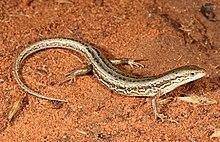 Saltbush Skink (Morethia adelaidensis) (9391150782).jpg