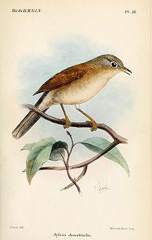 SylviaDeserticolaKeulemans.jpg
