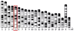 Chromosome 5 (mouse)