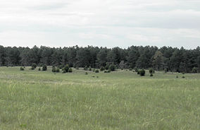 McKelvieScene lg.jpg