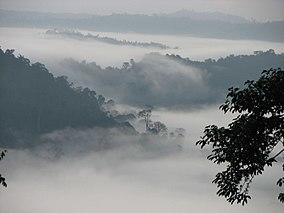 Sunrise in Danum Valley, Borneo.jpg