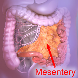 Mesentery extending from the duodenojejunal flexure to the ileocecal junction. (with label).png