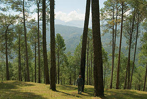 Pinus roxburghii Ranikhet.jpg