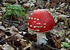 Fliegenpilz, Amanita muscaria.jpg