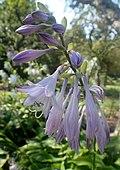 Hosta pachyscapa kz1.jpg
