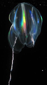 LightRefractsOf comb-rows of ctenophore Mertensia ovum.jpg