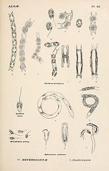 Album général des Cryptogames, Pl. 20.jpg