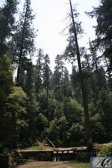 Desierto de los leones.jpg
