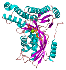 Galactokinase 1 1WUU.png