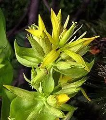 Gelber Enzian (Gentiana lutea), Blütenstand.jpg