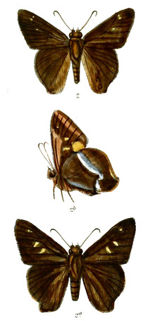HasoraCoulteri 751 2.png