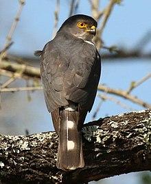Little sparrowhawk (Accipiter minullus) 02, crop.jpg