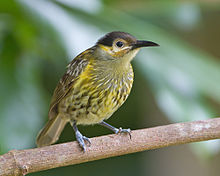 Macleay's Honeyeater - Daintree Village.jpg