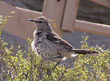 Mimus triurus (White-banded Mockingbird).jpg