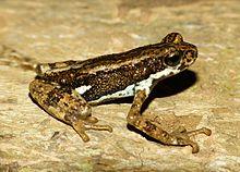 Pedostibes tuberculosus2.jpg